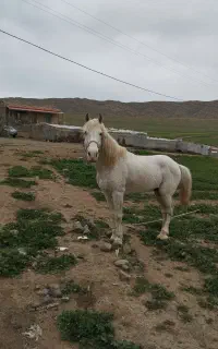 اسب نریون