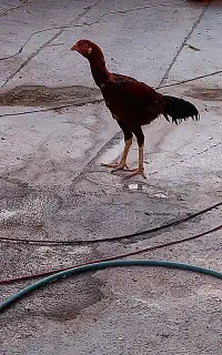 خروس