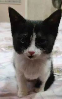 بچه گربه ناز و عادتی