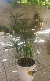 گل چتری