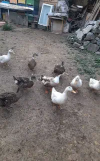 فروش اردک محلی تخم گذار