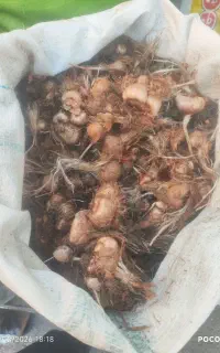 فروش پیازچه زعفران