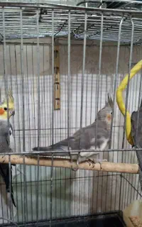 عروس هلندی والدین