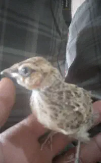 سهره خاکی سرلاکی رام،آس آس، مخصوص زیردهن