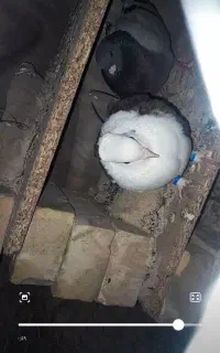 کبوتر