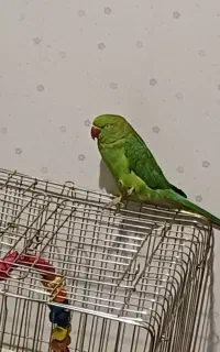 طوطی گمشده