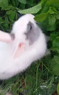 خرگوش