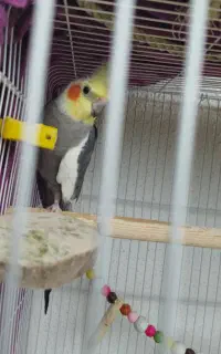 فروش عروس هلندی نر و ماده