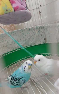 مرغ عشق نر