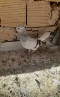 کفتر دم سفید