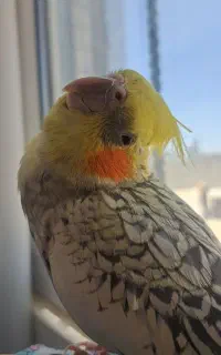 پرنده عروس هلندی گمشده