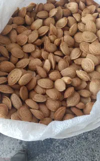 بادام وگردو درشت باارسال رایگان