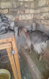 دو عدد بز نر وماده
