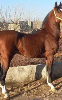 باشگاه سوارکاری و پانسیون اسب