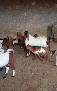بزغاله سه قلوزا