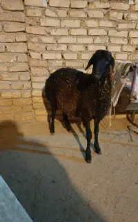 بره نر.بز.گوسفندی