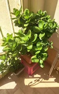 گل قاشقی بزرگ