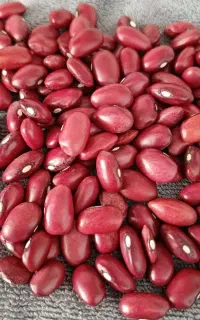 لوبیا کاملا تازه و یک دست