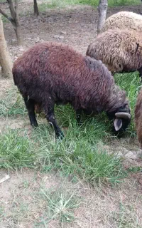 فروش گوسفند زنده