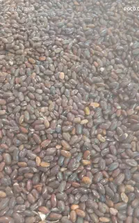 بذر لوبیا سبز.روستای سید سیدنور.کیلویی 350000هزار