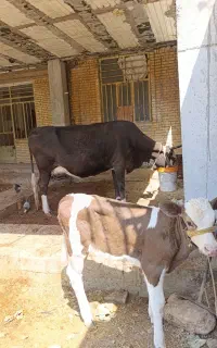 گاو ‌و گوساله