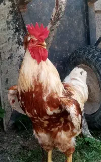 خروس نژاد سوئیس