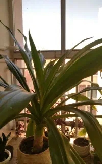 گل سوسن عنکبوتی