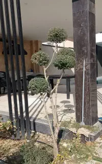 باغبان حرفه ای