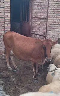 گاو مخصوص قصابی