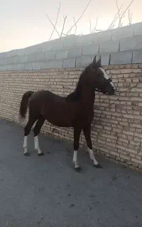 اسب عرب