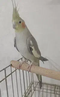 عروس هلندی گم شده