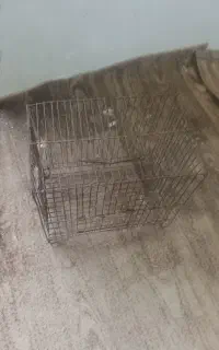 قفس