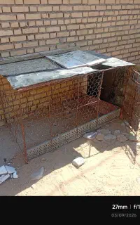 قفس پرنده + مرغ