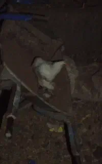 مرغ