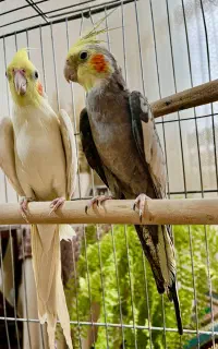 عروس هلندی لوتینو با قفس بزرگ