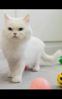 گربه