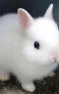 خرگوش اهلی