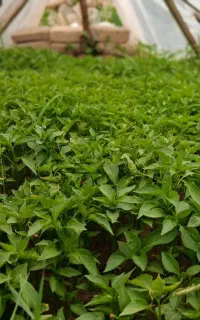 نهال گوجه،بادمجان و فلفل