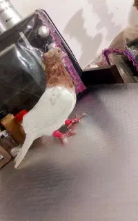 کفتر کله نر قلدور