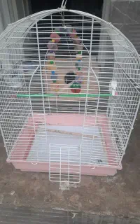 قفس پرنده
