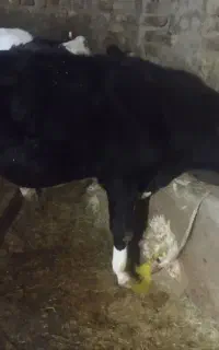 گوساله