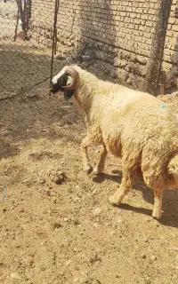 قوچ بپر