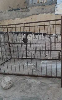 تور نیسان