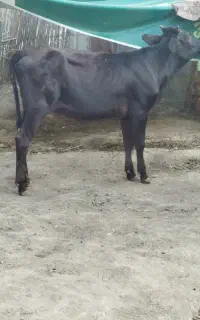۲ راس گوساله دورگ