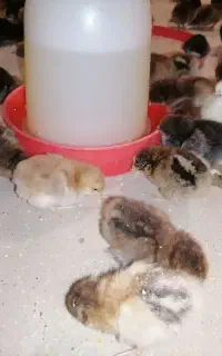 جوجه گلپایگانی یکروزه