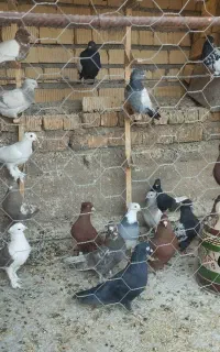 بهبونی همش نر هوایی