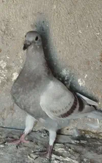 جوجه اقون