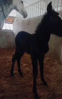 فروش اسب شجره دار