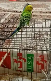 مرغ عشق با قفس