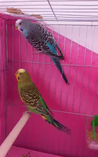 مرغ عشق